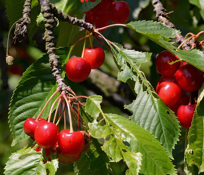 prunus avium / tee obecn