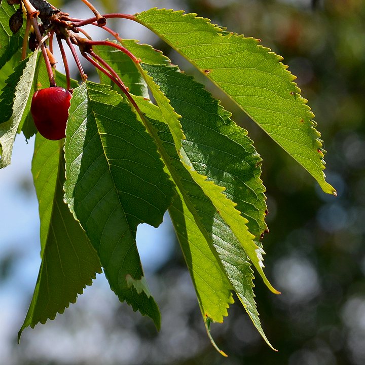 prunus avium / tee obecn