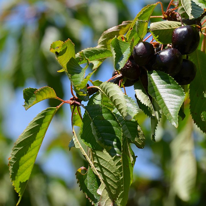 prunus avium / tee obecn