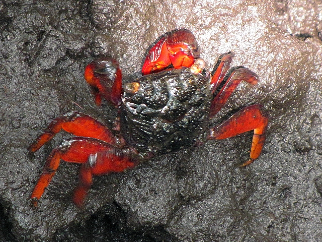 krab ''parasesarma guttatum''