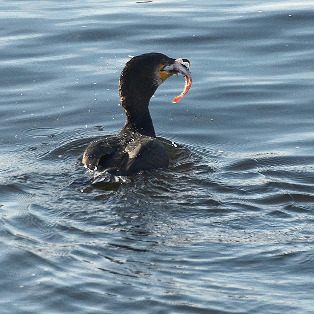 phalacrocorax carbo carbo / kormorn velk severn