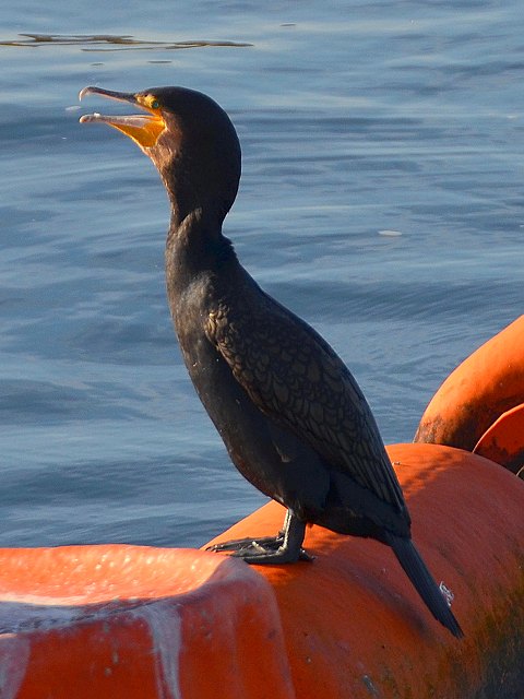 phalacrocorax carbo carbo / kormorn velk severn