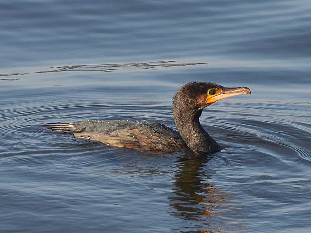 kormorn velk severn / phalacrocorax carbo carbo