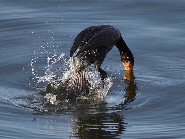 kormorn velk severn / phalacrocorax carbo carbo