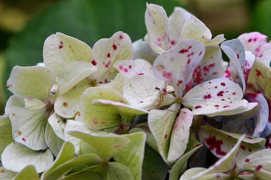 hortenzie velkolist / hydrangea macrophylla