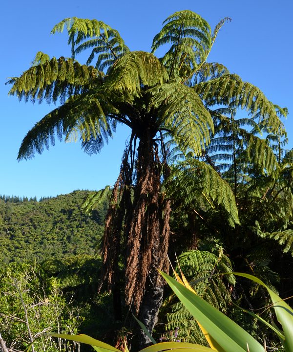 kapradina ''cyathea medullaris''