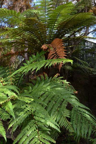 kapradina ''dicksonia squarrosa''