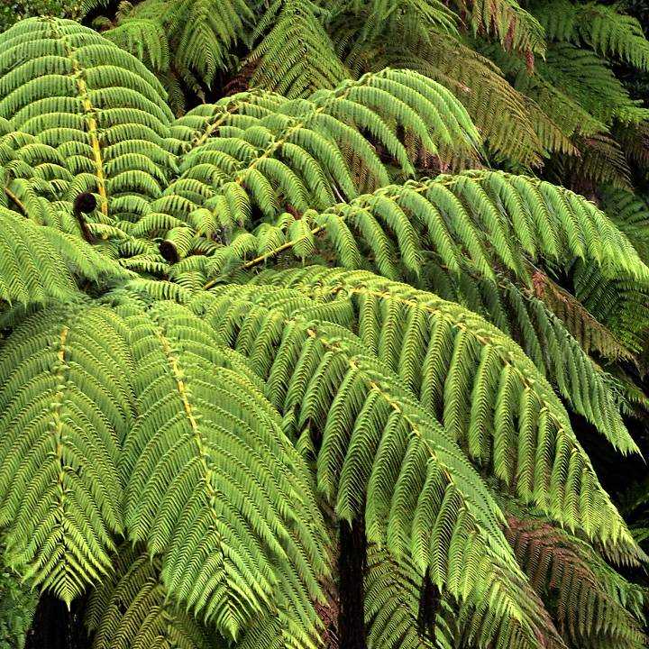 kapradina ''cyathea medullaris''