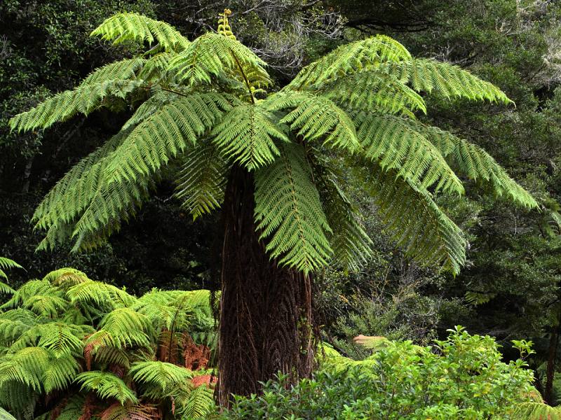 kapradina ''cyathea medullaris''