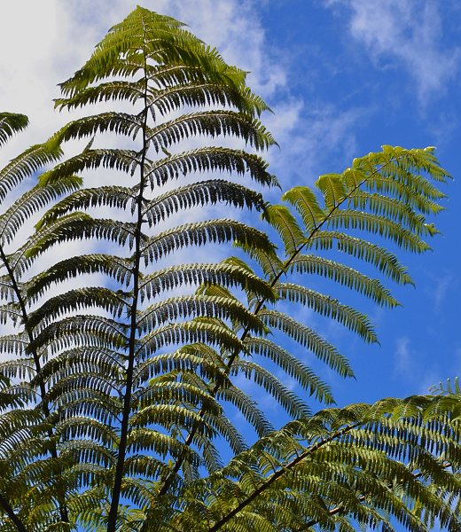 kapradina ''cyathea medullaris''