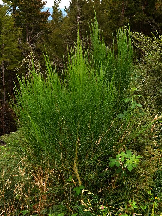 cytisus scoparius / janovec metlat