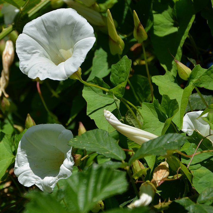 opletnk ''calystegia silvatica''