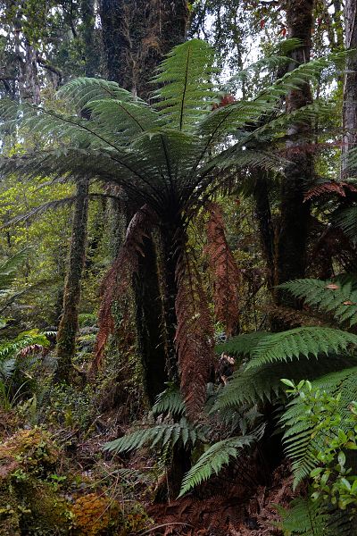 kapradina ''dicksonia squarrosa''