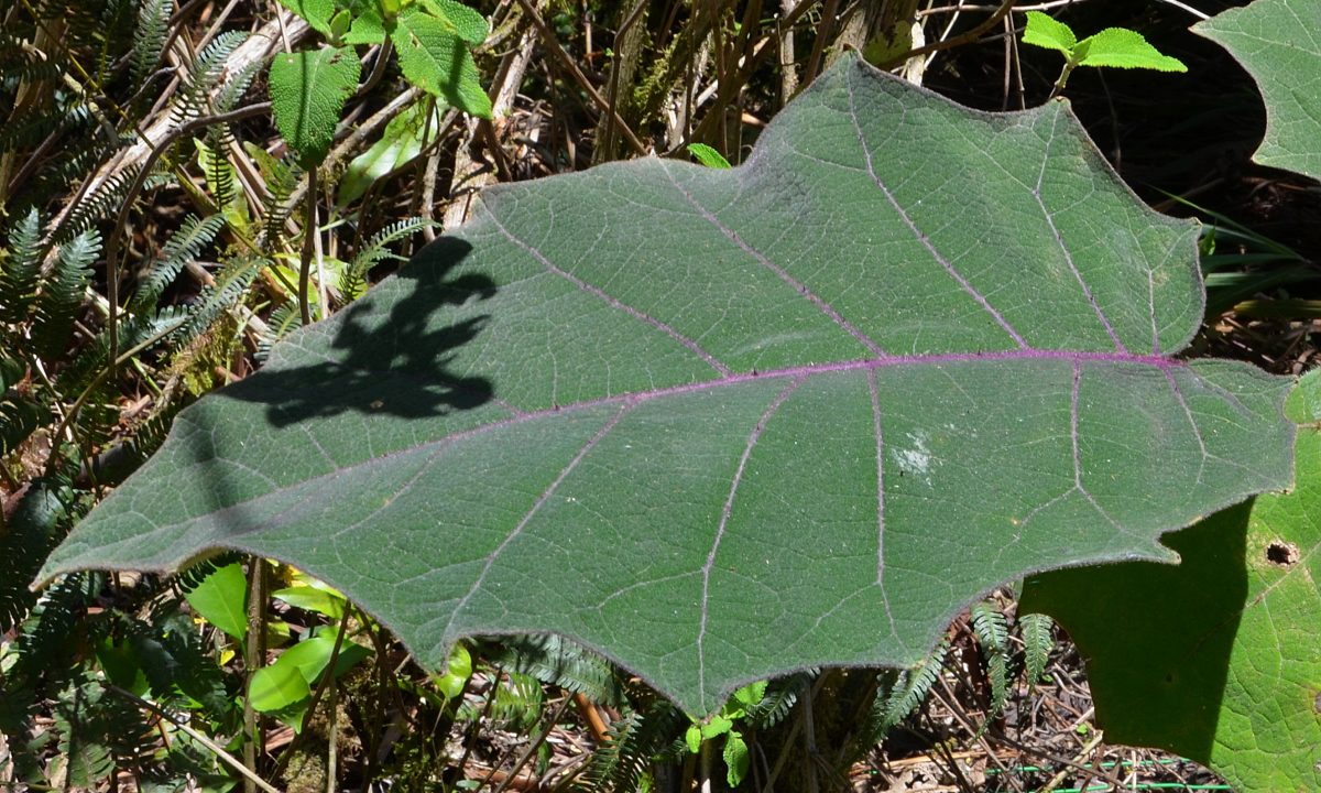 lilek quitsk / solanum quitoense