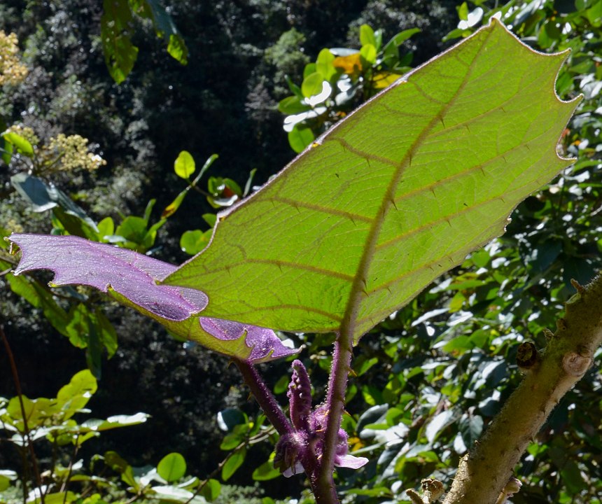 lilek quitsk / solanum quitoense