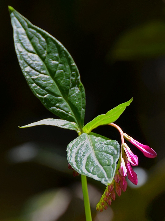 spigelia pedunculata