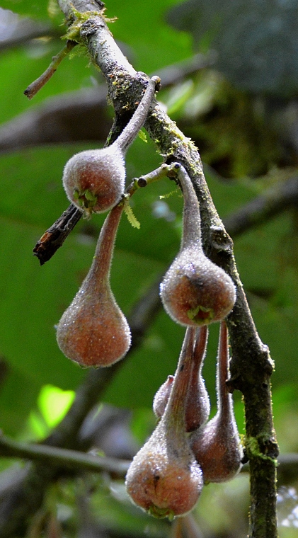 ''siparuna aspera''