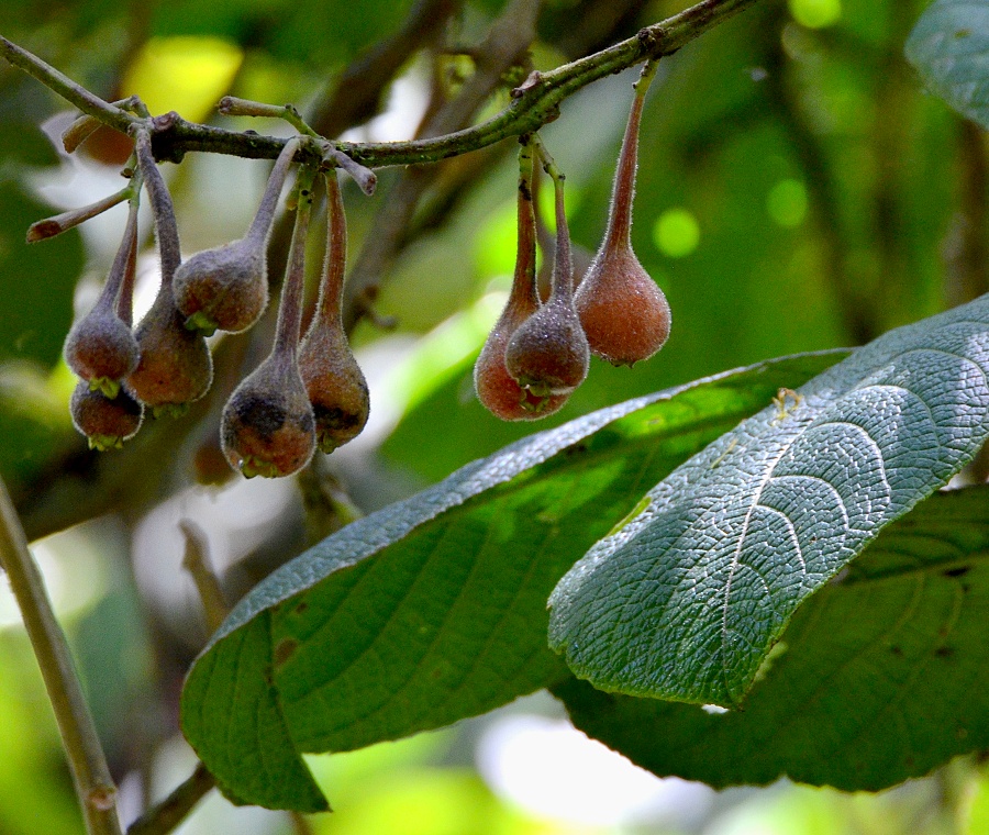 ''siparuna aspera''