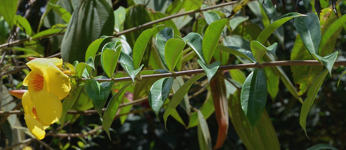 alamanda oleandrolist / allamanda schottii