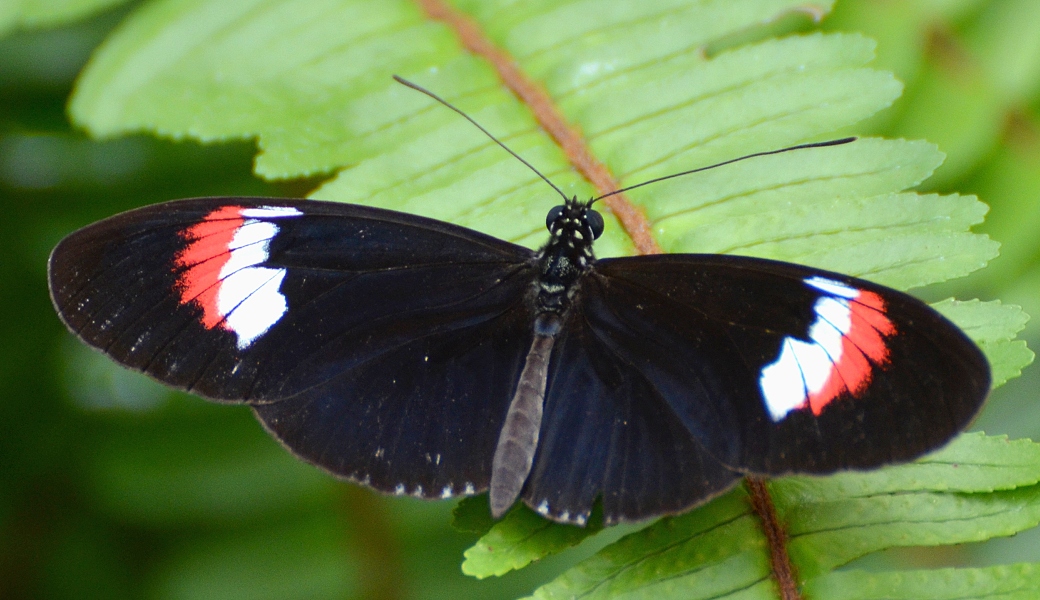 ''heliconius, melpomene cythera  cydno alithea''