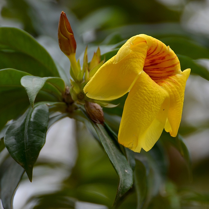 alamanda oleandrolist / allamanda schottii