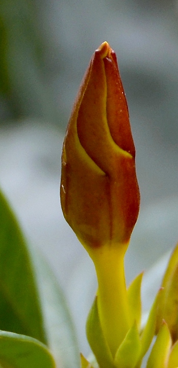 alamanda oleandrolist / allamanda schottii