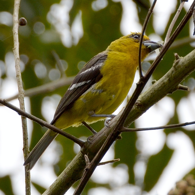 tangara blokdl ''ardens'' / piranga leucoptera ardens