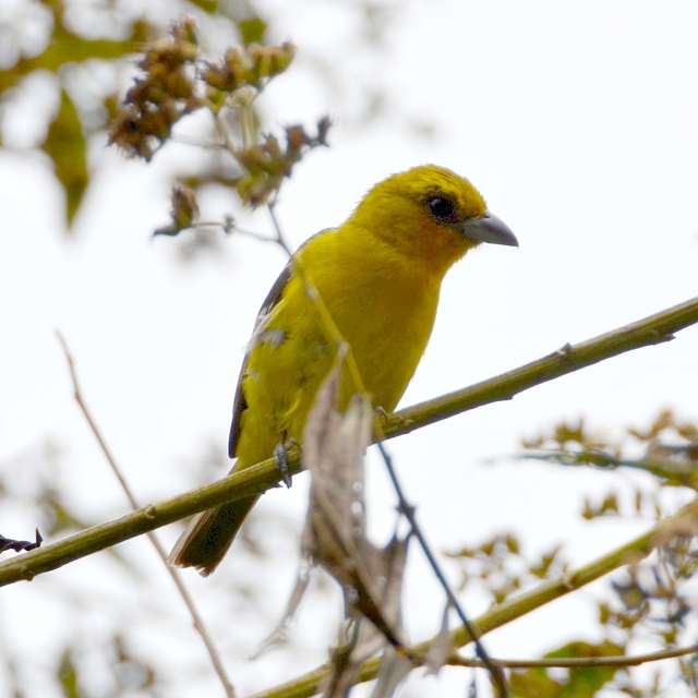 tangara blokdl ''ardens'' / piranga leucoptera ardens
