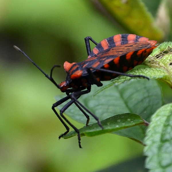 vroubenka ''spartocera pantomima''