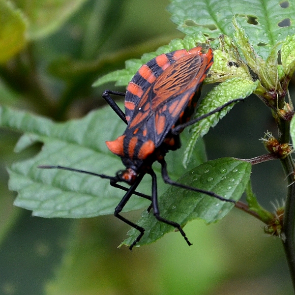 vroubenka ''spartocera pantomima''