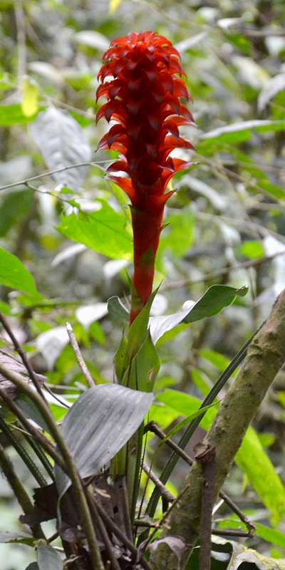 ''pitcairnia nigra''