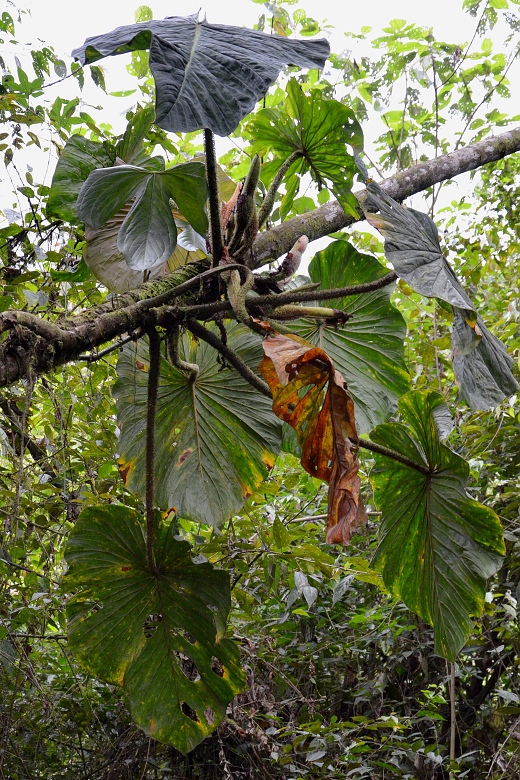 philodendron fibrosum