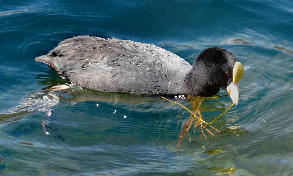 fulica ardesiaca atrura / lyska andská ''atrura''
