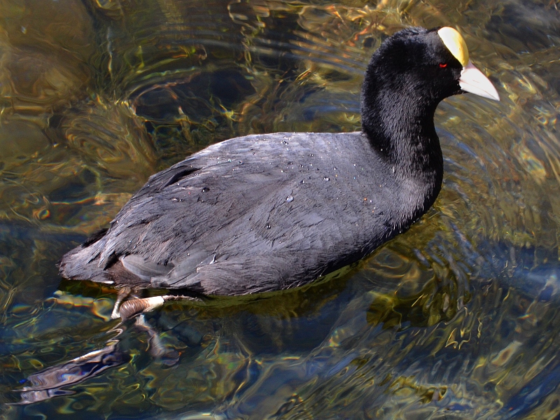 fulica ardesiaca atrura / lyska andská ''atrura''