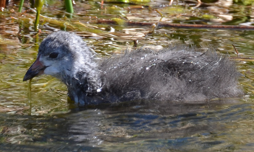 fulica ardesiaca atrura / lyska andská ''atrura''