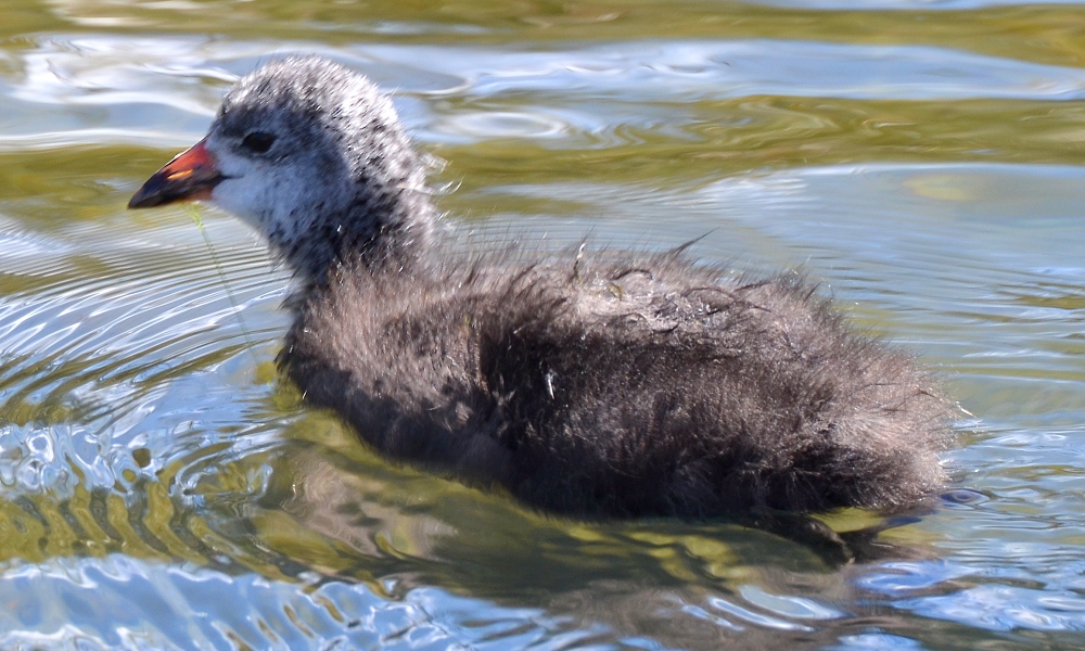 fulica ardesiaca atrura / lyska andská ''atrura''