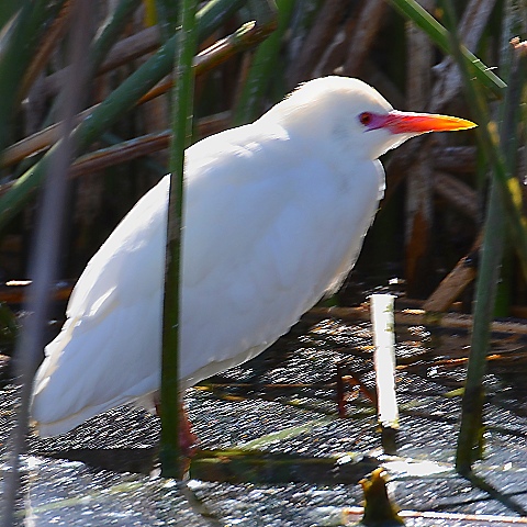 ardea ibis / volavka rusohlavá