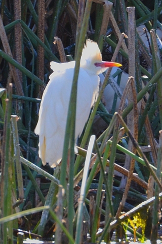 ardea ibis / volavka rusohlavá