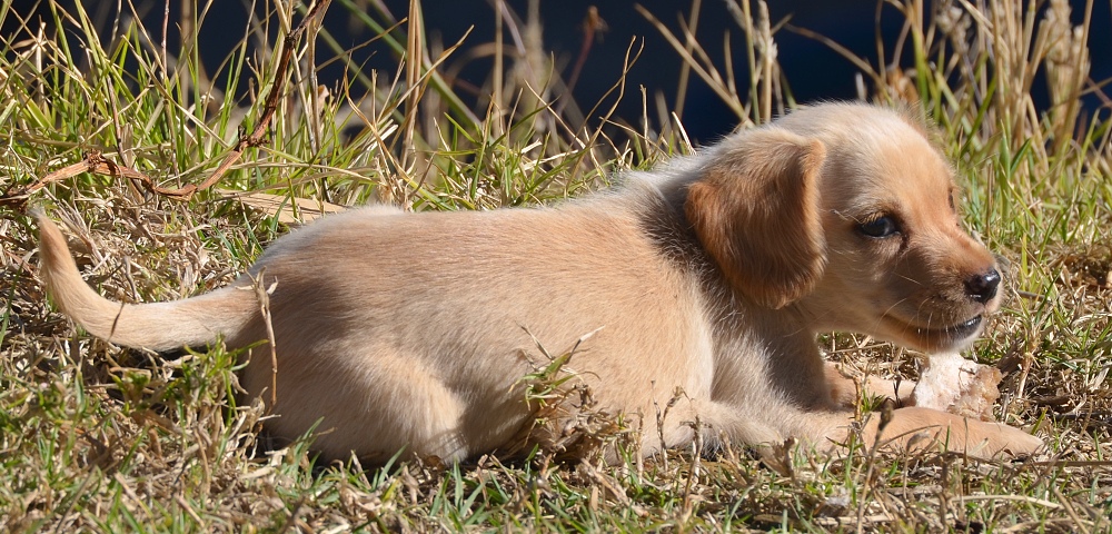 pes domácí / canis familiaris
