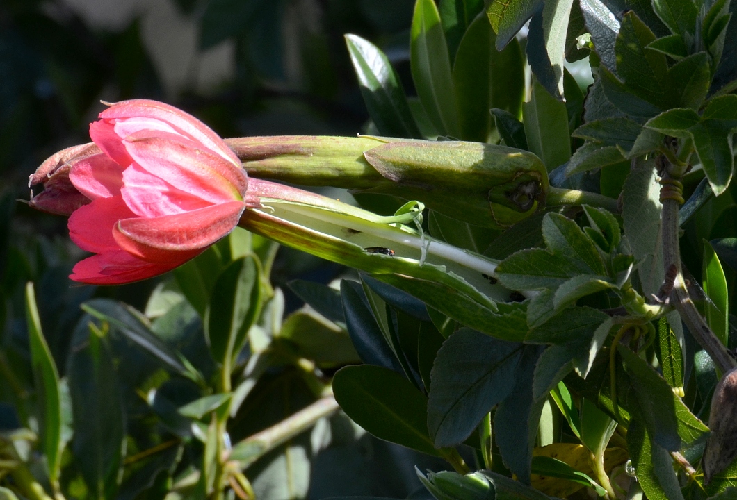 passiflora mixta / muenka promsen