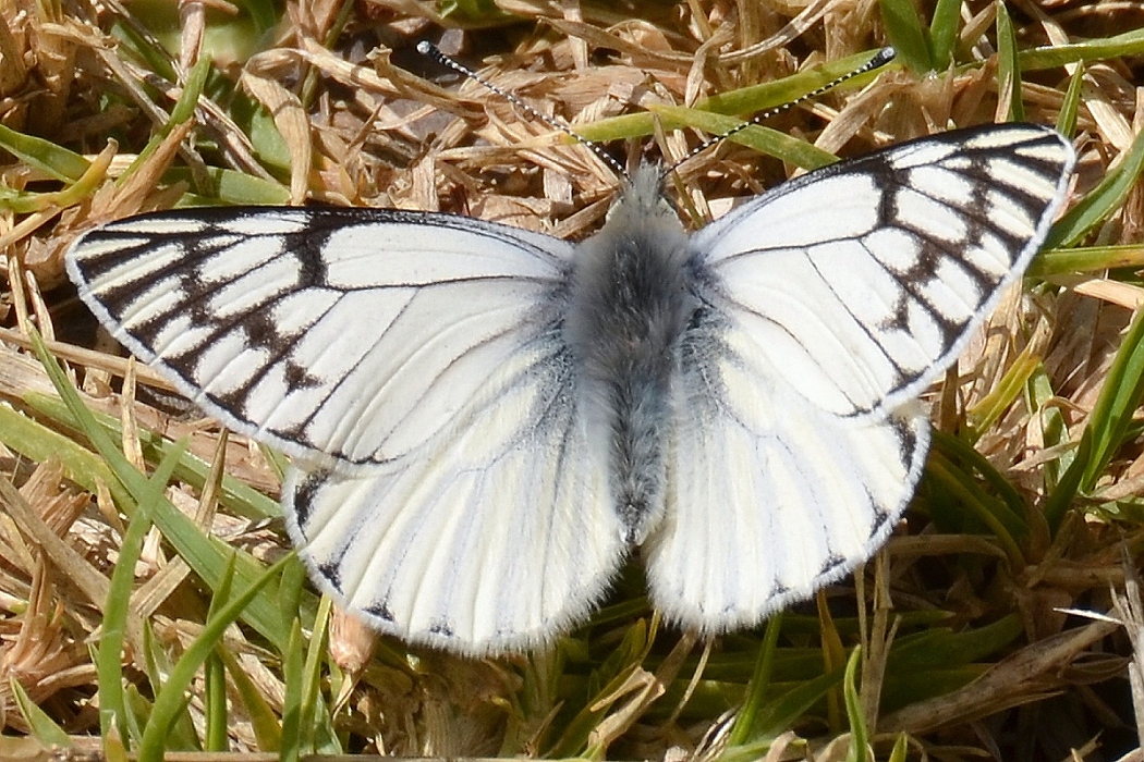 phulia mercedis arctodice