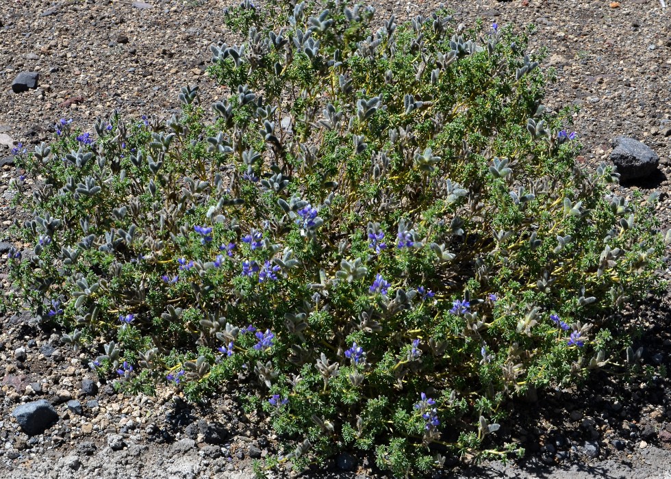 lupina ''lupinus brevecuneus''