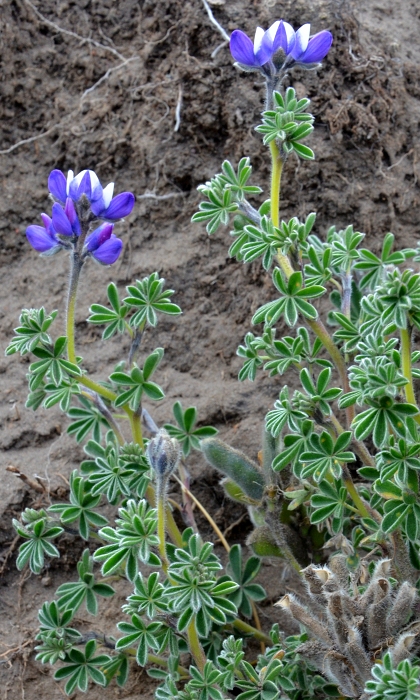 lupina ''lupinus brevecuneus''