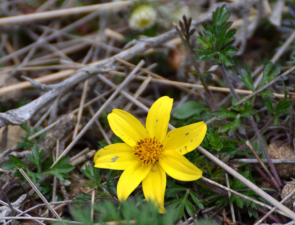 dvojzubec andsk / bidens andicola