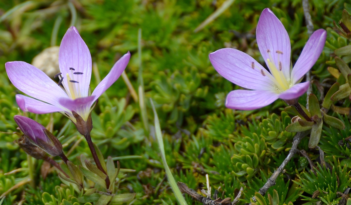 gentianella cerastioides
