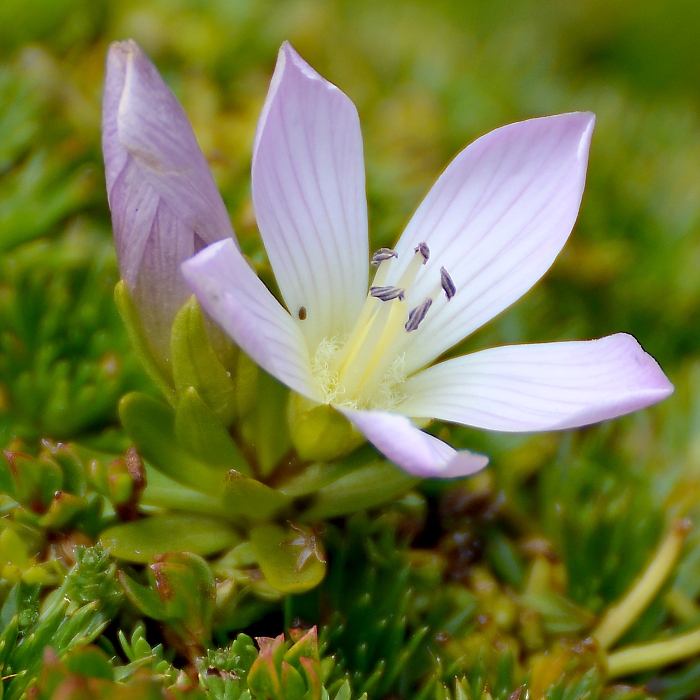 gentianella cerastioides