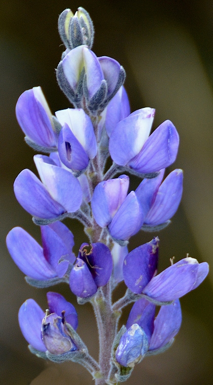 lupinus pubescens