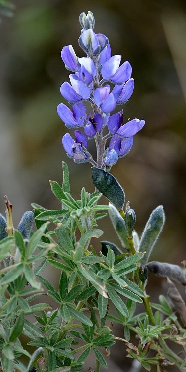 lupinus pubescens