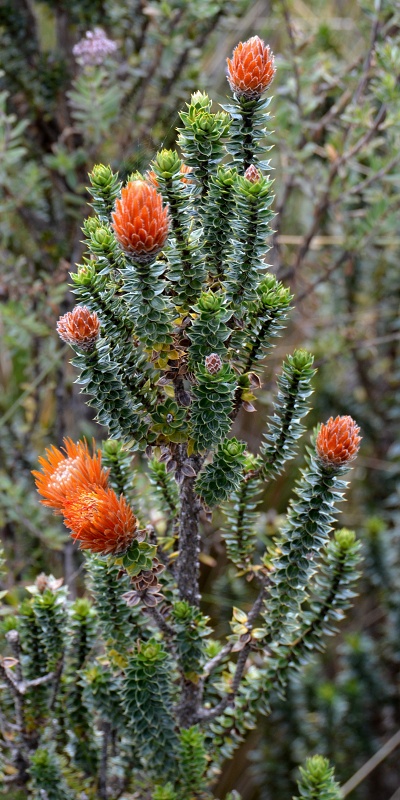 usnice ''chuquiraga jussieui''