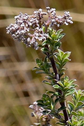 valeriana microphylla
